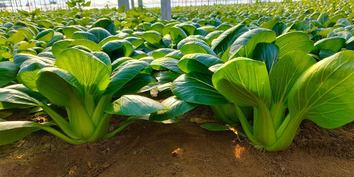 Levantia Seed: «Il pak-choi rappresenta il nostro modo di fare agricoltura»